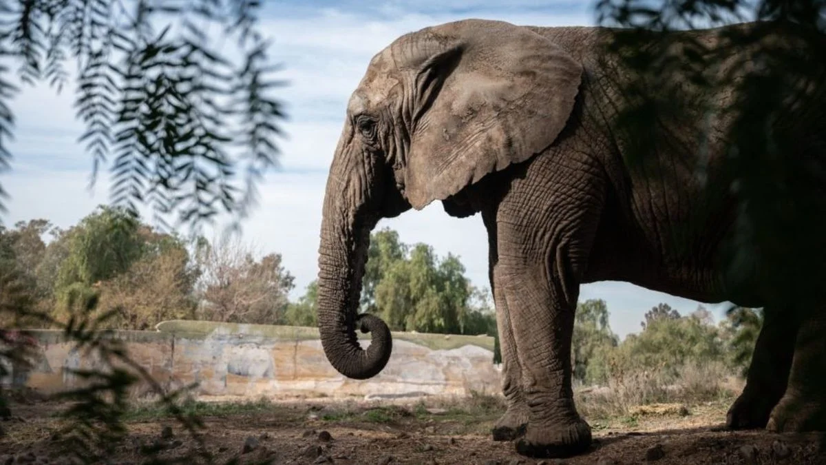 "En paz y sin sufrimiento": murió Kenya, la elefanta de 44 años que fue un símbolo de la fauna argentina