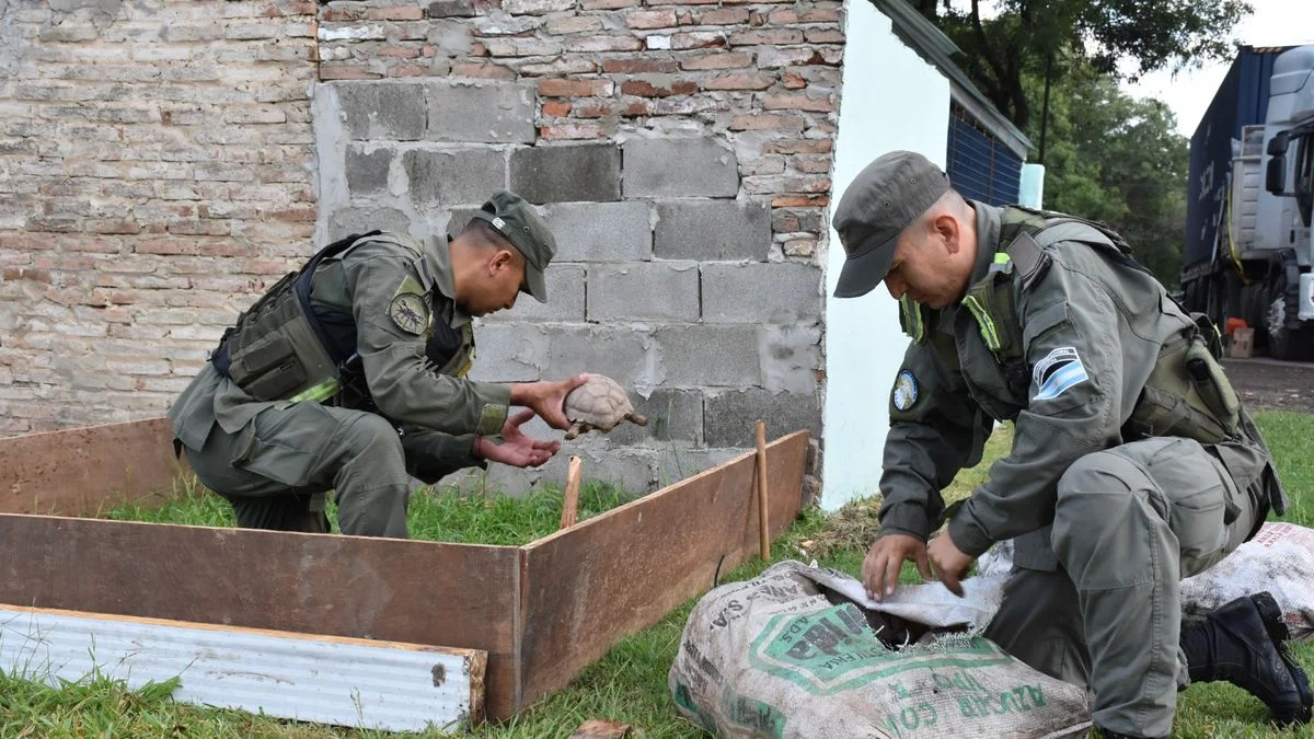 Descubren 150 tortugas y 100 aves silvestres en Santa Fe: estaban ocultas en la carga de un camión