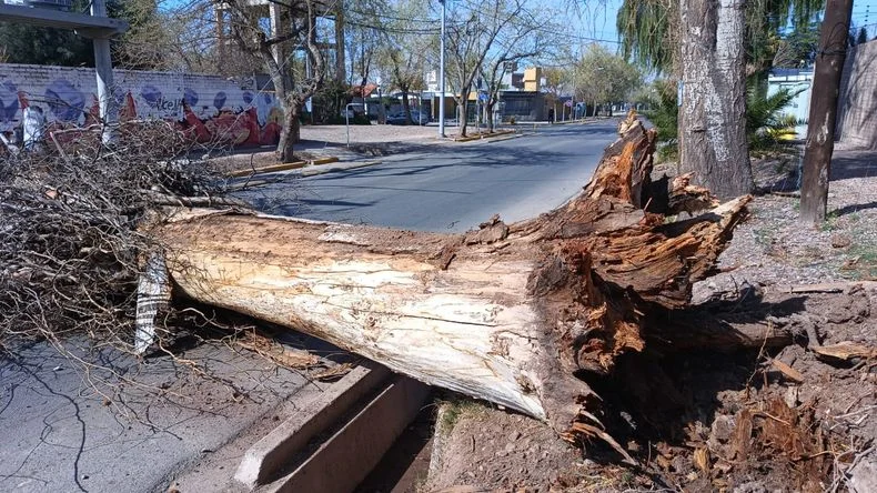 Árbol caído en Cangallo casi Juan Manuel Estrada en 2024- Gentileza de Sonia Sedano