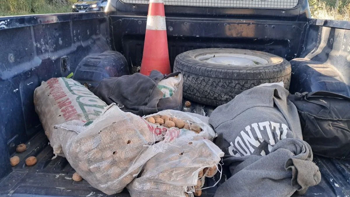 Cayeron los roba nueces: secuestraron más de 300 kilos robados en Tupungato