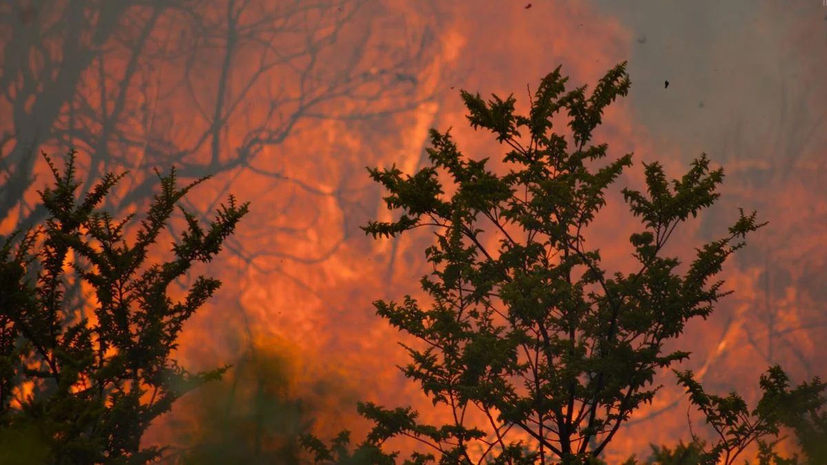 La Patagonia en llamas: investigan la responsabilidad penal de funcionarios por el incendio en Los Alerces
