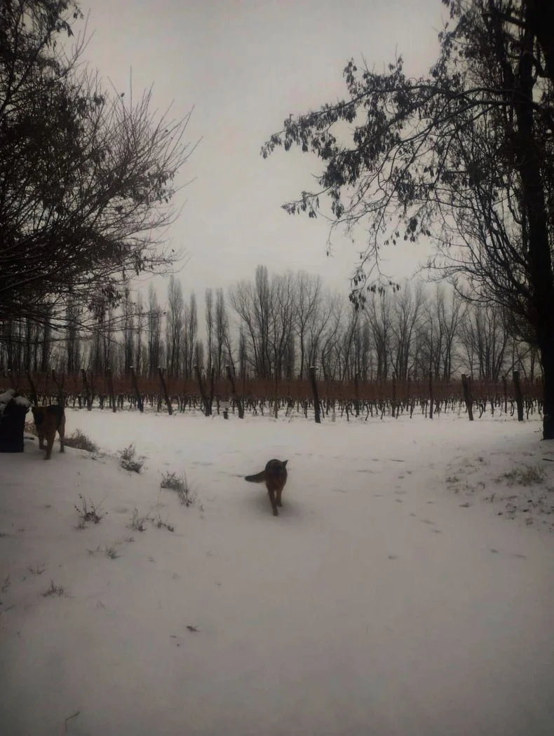 El en&oacute;logo Alejandro Vigil mostr&oacute; fotos de la zona de Gualtallary, en Tupungato, cubierta de nieve.&nbsp;