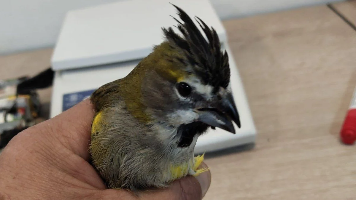 Rescataron en Mendoza 50 aves víctimas del tráfico ilegal