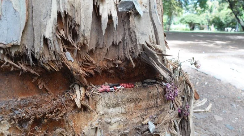 El árbol donde impactó el colectivo.