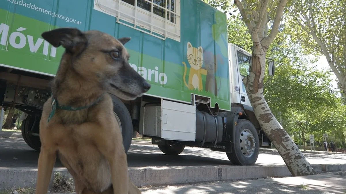 Castraciones y consultas veterinarias en Ciudad: cómo será el cronograma en enero