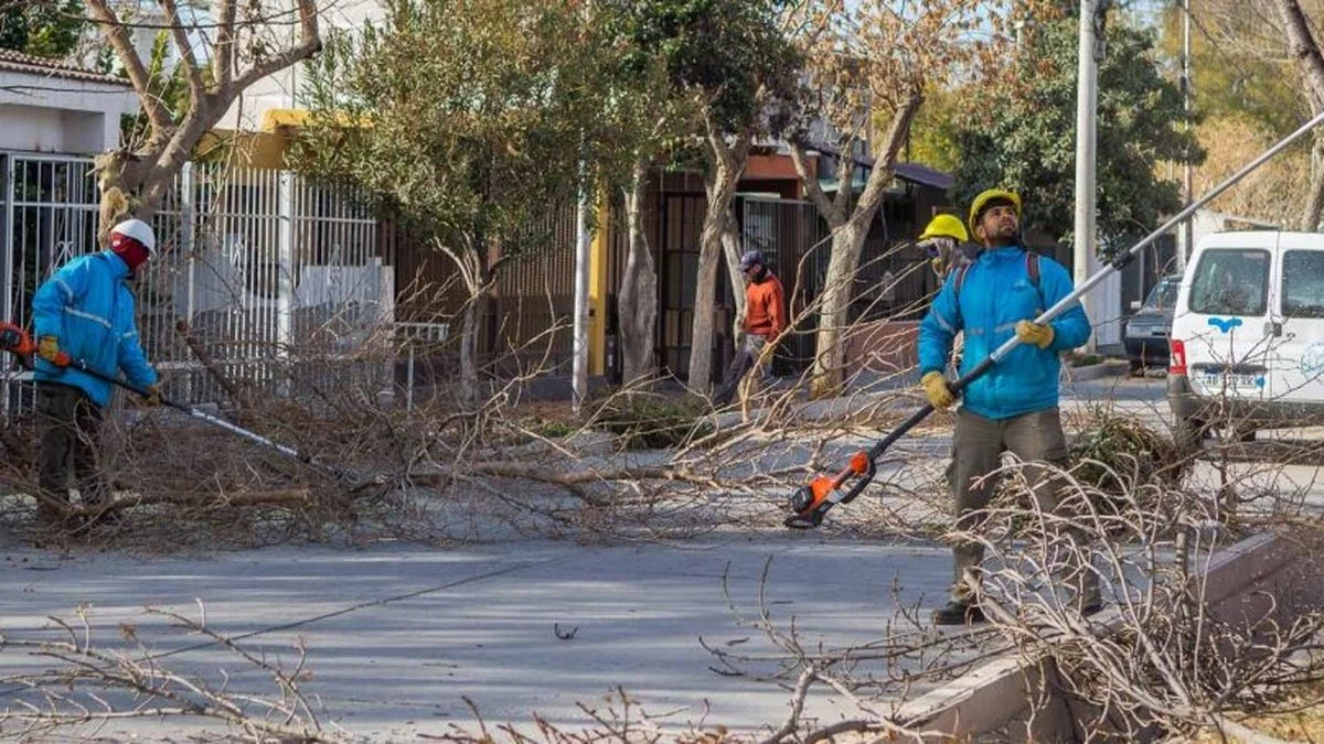Mendoza salió a unificar criterios para la poda del arbolado público