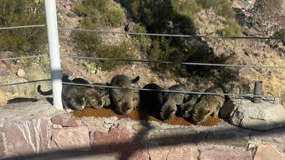 San Rafael: colonia de gatos en Valle Grande y falta de conciencia sobre los animales