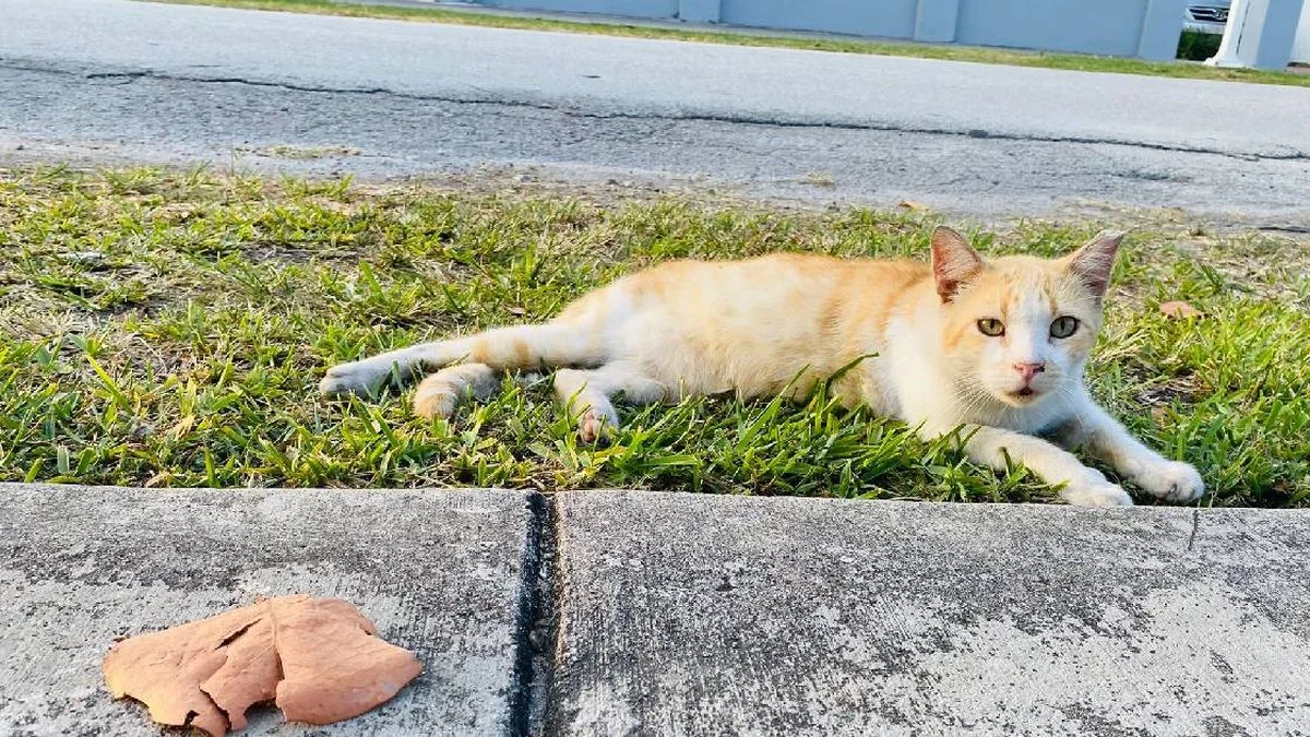 Animales en peligro en un barrio de Malargüe: vecinos denunciaron que los envenenan