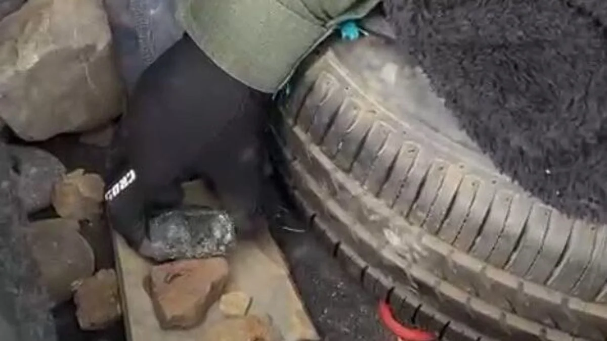 Hallazgo en Malargüe: Gendarmería encontró fósiles en un auto y activaron el protocolo