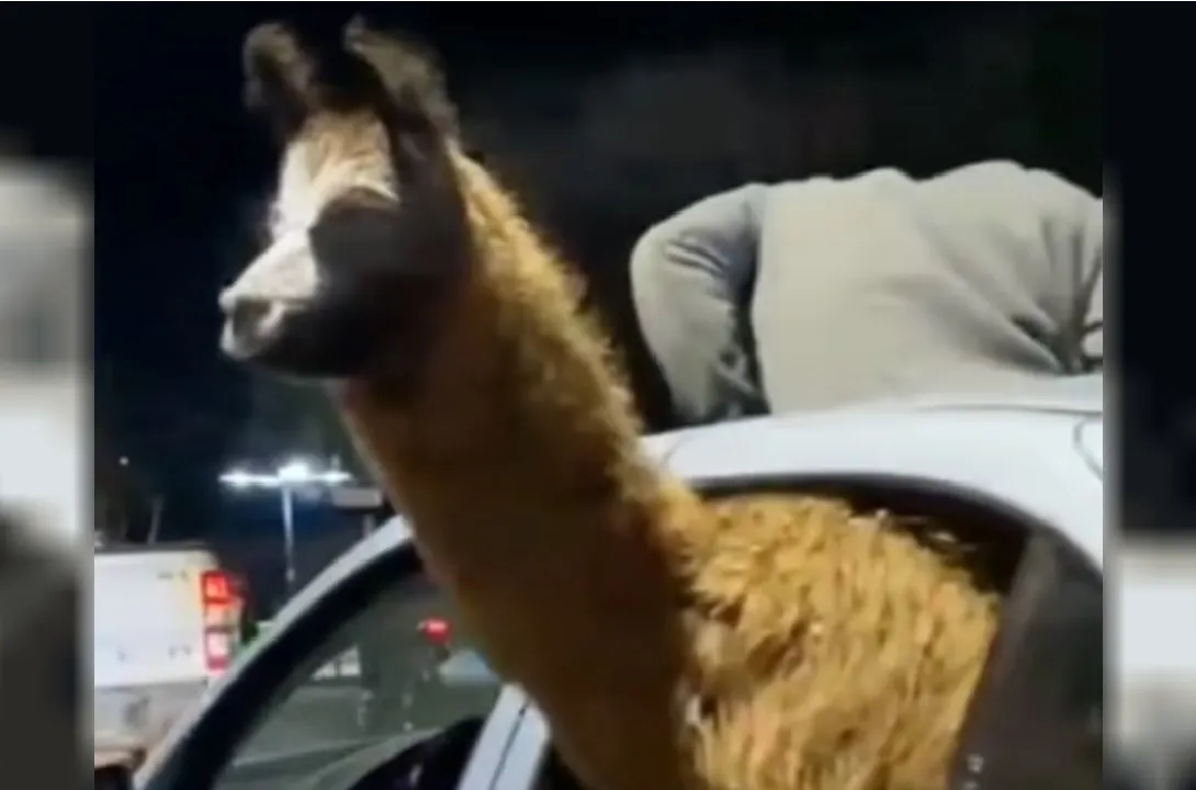 Denuncian maltrato animal en festejos del mundial