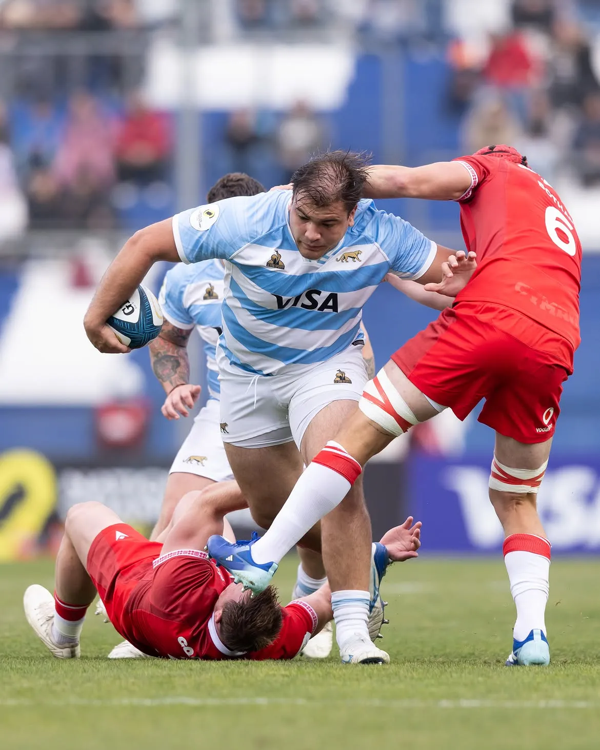 los pumas
