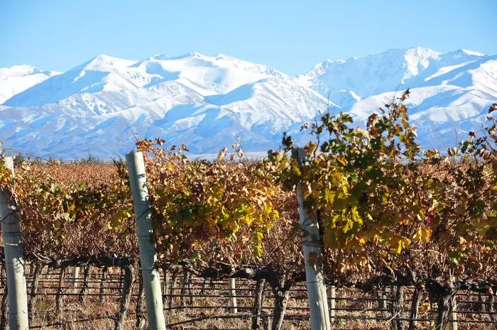 Mendoza-viñedos