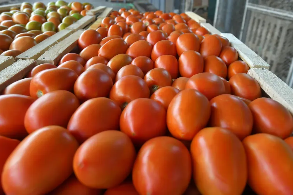 mercado-cooperativo-guaymallen-tomate