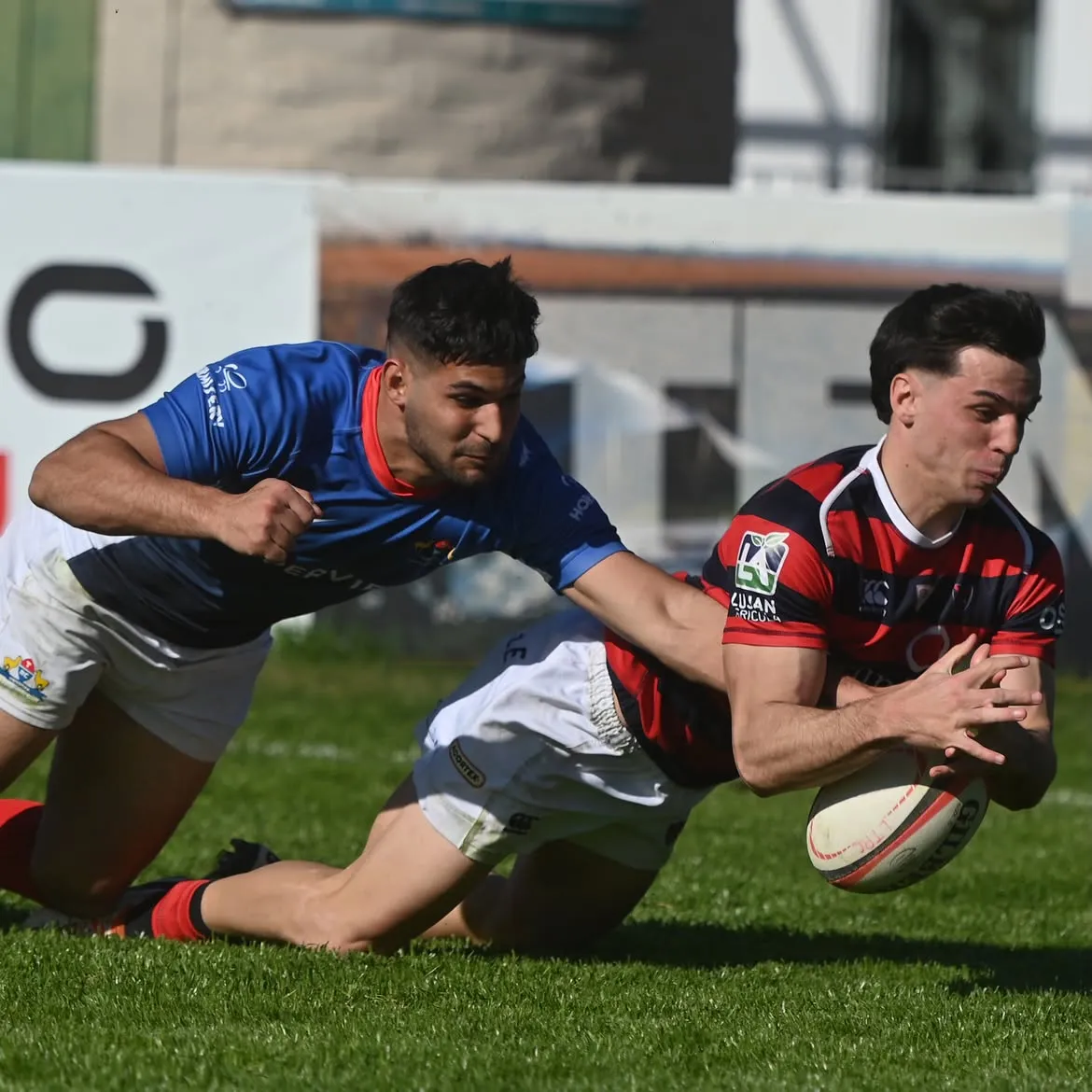 tordos rugby