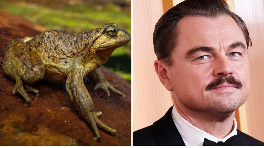 Leonardo DiCaprio puso la mirada en Mendoza por una rana que está en peligro crítico de extinción